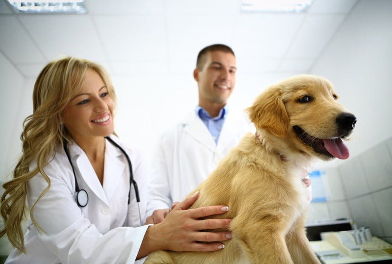 How to Begin a Vet Tech Career (and Be Successful)